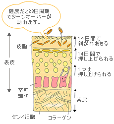 �W�����E�s�[�����O�o�u���͂ǂ�Ȃ��́H