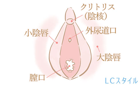 クリトリスの位置がわかるイラスト