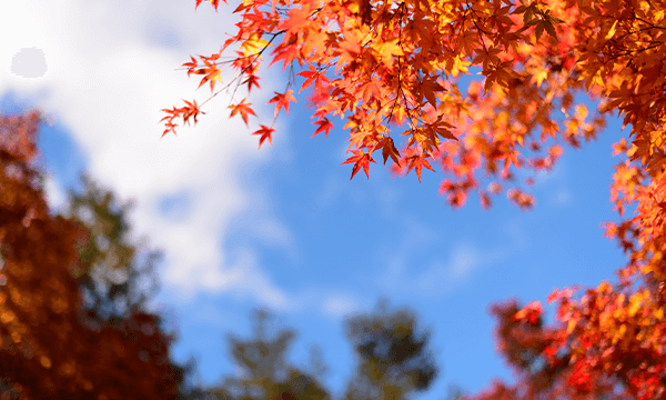 紅葉