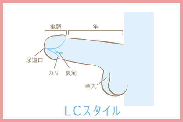 手コキのやり方:男性器の説明