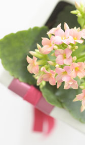 官能小説;花
