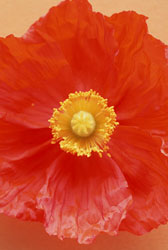 花の写真