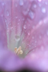 花の写真