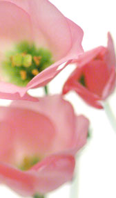 官能小説;ピンクの花