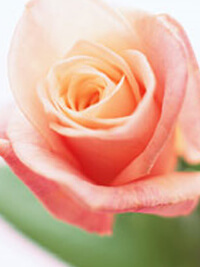 バラの花びら