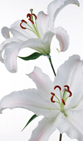官能小説;花芯