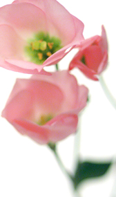 官能小説;ピンクの花