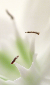官能小説;白の花