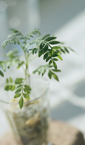 官能小説;植物の写真